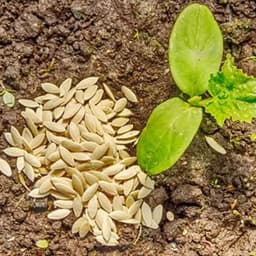 Hạt Giống Dưa Leo Ngọc Nữ F1 - Siêu Đậu Quả, Dễ Trồng, Đẹp Mắt, Trồng Quanh Năm (1g ~ 30 Hạt) 7