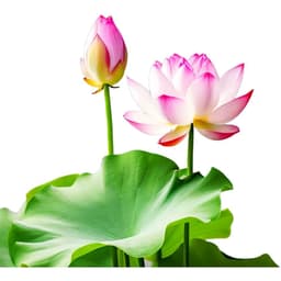 Decal Dán Tủ Lạnh Hoa Sen Hồng Chống Thấm Nước, Trang Trí Thanh Lịch cho Không Gian Bếp 4