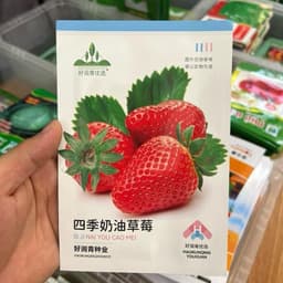 Hạt giống Dâu Tây F1 Chịu Nhiệt 300 Hạt - Dễ trồng, trái to, đỏ mọng và ngọt ngào 3