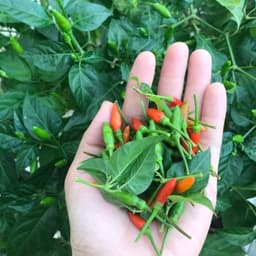 Hạt giống Ớt Xiêm Rừng Siêu Trái 2g (50 hạt) - Dễ trồng, sinh trưởng khỏe, năng suất vượt trội. 2