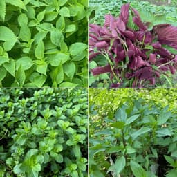 Gói Combo 4 Hạt Giống Rau Thơm: Kinh Giới, Tía Tô, Húng Quế, Bạc Hà - Dễ Trồng, Nhanh Thu Hoạch 5
