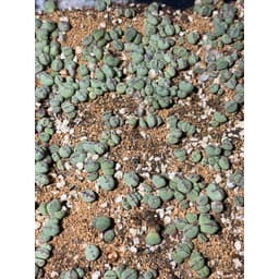 [mieugarden] Conophytum Tim viền hồng Meyeri | Form trái tim | Size mini & bụi nhiều đầu 7