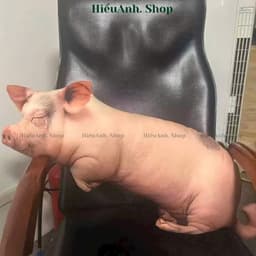 Gối Ôm Heo Hồng 3D Siêu Mềm Dễ Thương – Gối Ôm Ngủ Kích Thước 60cm và 40cm Giúp Bạn Có Giấc Ngủ Ngon 9