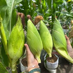 Hạt giống Bắp Nếp Nù Sữa Siêu Dẻo - 100g, Dễ Trồng, Sinh Trưởng Mạnh, Ngon Ngọt Thơm Phức 1