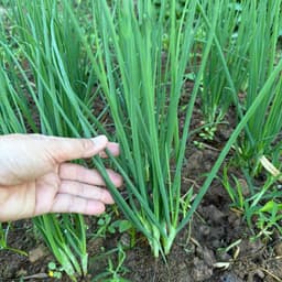 Hạt Giống Hành Hương Bốn Mùa (Gói 2g ~ 1000 Hạt) Dễ Trồng, Khỏe Mạnh, Phát Triển Suốt Năm 4
