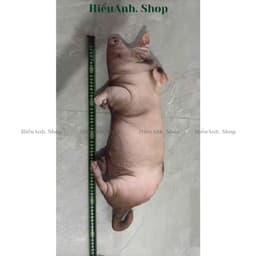 Gối Ôm Heo Hồng 3D Siêu Mềm Dễ Thương – Gối Ôm Ngủ Kích Thước 60cm và 40cm Giúp Bạn Có Giấc Ngủ Ngon 8