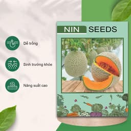 Hạt giống Dưa Lưới Ruột Cam F1 - Gói 20 Hạt, Trái To, Ngọt Ngào, Dễ Trồng 6