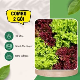 [COMBO 2 GÓI] Hạt Giống Xà Lách Xoăn Xanh + Xà Lách Xoăn Tím, Dễ Trồng, Nhanh Thu Hoạch, Ăn Giòn,Cuộn Chặt 2