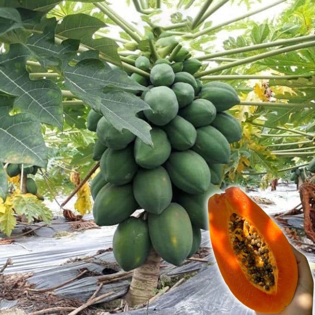Hạt Giống Đu Đủ Lùn Ruột Đỏ Thái Lan (Gói 2g, 20 Hạt) - Dễ Trồng, Trái To, Ngọt Ngào, Năng Suất Cao!