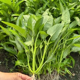 Hạt giống Rau Muống Ba Chạc 10g - Dễ trồng, nhanh thu hoạch, cây khỏe quanh năm 4