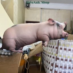 Gối Ôm Heo Hồng 3D Siêu Mềm Dễ Thương – Gối Ôm Ngủ Kích Thước 60cm và 40cm Giúp Bạn Có Giấc Ngủ Ngon 6