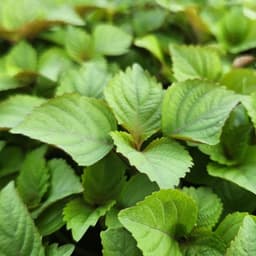 "Hạt giống Tía Tô Bắc Cao Sản 2g - Dễ trồng, sinh trưởng mạnh, năng suất vượt trội" 1