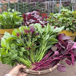 Hạt Giống Rau Dền Xanh, Đỏ, Tía - Dễ Trồng, Nhanh Thu Hoạch, Năng Suất Cao! 1