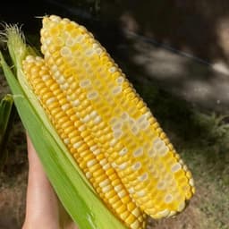 Hạt giống Bắp Ngọt Thái Lan 15g ~ 80 Hạt - Cây Khỏe, Bắp To, Trồng Quanh Năm 1