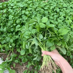 [COMBO 3 GÓI] Hạt Giống Rau Nấu Canh: Mồng Tơi, Rau Dền, Rau Đay Dễ TrồngThu Hoạch Lâu Dài 4