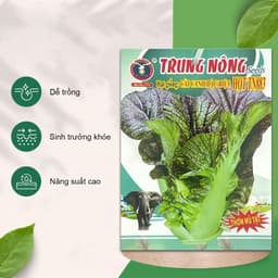 Hạt giống Cải Mù Tạt Tím Cao Sản (10g - 2000 hạt) dễ trồng, năng suất cao, thu hoạch nhanh chóng 5