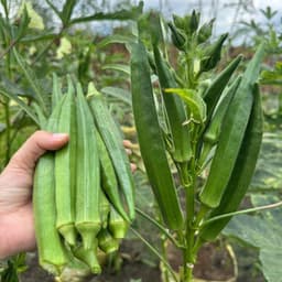 Combo 3 Gói Đậu Bắp Xanh, Đậu Bắp Đỏ, Đậu Bắp Trắng F1 - Siêu Năng Suất, Dễ Trồng 3