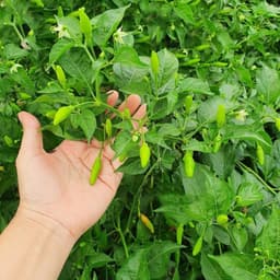 Hạt giống Ớt Xiêm Rừng Siêu Trái 2g (50 hạt) - Dễ trồng, sinh trưởng khỏe, năng suất vượt trội. 1
