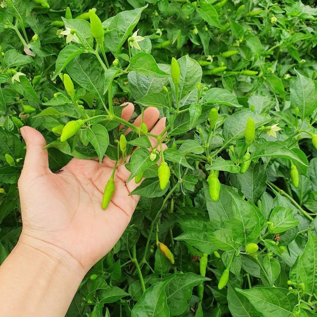 Hạt giống Ớt Xiêm Rừng Siêu Trái 2g (50 hạt) - Dễ trồng, sinh trưởng khỏe, năng suất vượt trội.