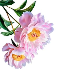 Decal Hoa Mẫu Đơn Hồng 3D - Sticker Dán Tủ Lạnh, Cửa Kính 5