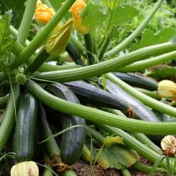 Hạt giống bí ngòi xanh F1 (10 hạt) dễ trồng, chịu nhiệt tốt, năng suất cao, phù hợp cho mọi vườn rau. 1