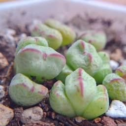 [mieugarden] Conophytum Tim viền hồng Meyeri | Form trái tim | Size mini & bụi nhiều đầu 4