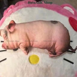 Gối Ôm Heo Hồng 3D Siêu Mềm Dễ Thương – Gối Ôm Ngủ Kích Thước 60cm và 40cm Giúp Bạn Có Giấc Ngủ Ngon 4
