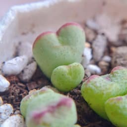 [mieugarden] Conophytum Tim viền hồng Meyeri | Form trái tim | Size mini & bụi nhiều đầu 3
