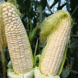 Hạt Giống Bắp Ngon: Ngô Tím, Ngô Cẩm Hồng, Ngô Ngọt, Ngô Nếp Sữa, Ngô Nếp Nù - Dẻo Ngọt, Bắp To, Thơm Lừng 5