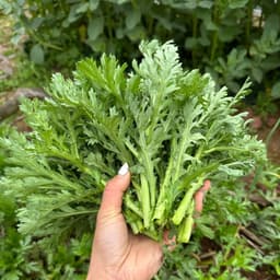 Hạt giống Cải Cúc Nếp 20g - Dễ trồng, kháng sâu bệnh, nhanh thu hoạch, năng suất cao. 4
