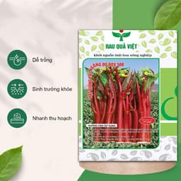 Hạt giống cải ngồng tím siêu ngọn, dễ trồng, chịu lạnh tốt - Gói 10g (khoảng 2000 hạt) 2