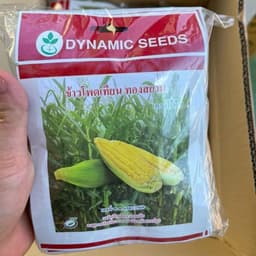 Hạt giống Bắp Ngọt Thái Lan 15g ~ 80 Hạt - Cây Khỏe, Bắp To, Trồng Quanh Năm 4
