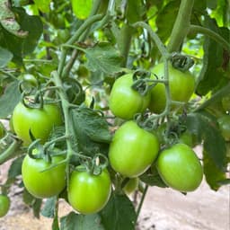 Hạt giống cà chua chịu nhiệt siêu đậu quả - Dễ trồng, năng suất cao, trồng quanh năm (Gói 30 hạt) 3