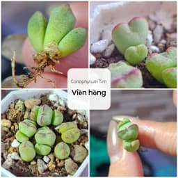 [mieugarden] Conophytum Tim viền hồng Meyeri | Form trái tim | Size mini & bụi nhiều đầu 1