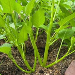 Hạt giống Rau Muống Ba Chạc 10g - Dễ trồng, nhanh thu hoạch, cây khỏe quanh năm 3