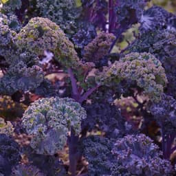 Hạt giống Cải Kale Xoăn Tím 200 hạt: Dễ trồng, sinh trưởng khỏe, chịu nhiệt tốt 3