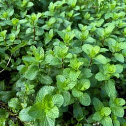 Gói Combo 4 Hạt Giống Rau Thơm: Kinh Giới, Tía Tô, Húng Quế, Bạc Hà - Dễ Trồng, Nhanh Thu Hoạch 3