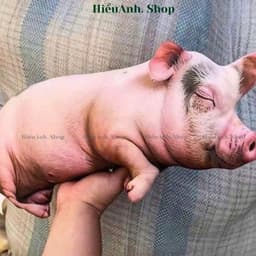 Gối Ôm Heo Hồng 3D Siêu Mềm Dễ Thương – Gối Ôm Ngủ Kích Thước 60cm và 40cm Giúp Bạn Có Giấc Ngủ Ngon 3