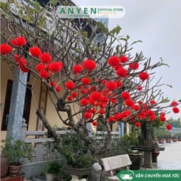 Combo 100 Đèn Lồng NILON Đỏ Chữ Phúc size 15cm- 20cm-25cm-30cm-35cm-40cm Trang Trí Lễ Tết Nguyên Đán Chống Nước Các Loại 9