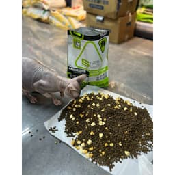 Hạt Cho Mèo SC 1.5kg S1 S2 SC1 SC2 Phối Ruốc Và Topping Thịt Sấy | Yellow Pet 8