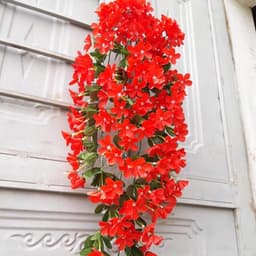 Chùm hoa đỗ quyên dáng rủ treo tường siêu xinh....   .... 2