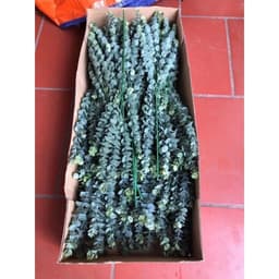Cụm lá TÁO MỐC DÀI 75cm giống thật 99% 5