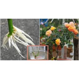 Siêu Tốt -Phân bón lá NAA 1ml 100ppm kích rễ cây cực mạnh 100ml 6