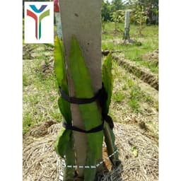 Humic USA Amino - Túi 1kg - Kích rễ - Xanh cây - Dày lá 2