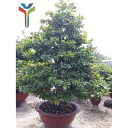 Humic USA Amino - Túi 1kg - Kích rễ - Xanh cây - Dày lá 3