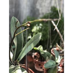 Dưỡng Lan, cung cấp dinh dưỡng cho cây cảnh. 7