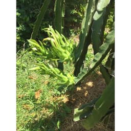 Dưỡng Lan, cung cấp dinh dưỡng cho cây cảnh. 4