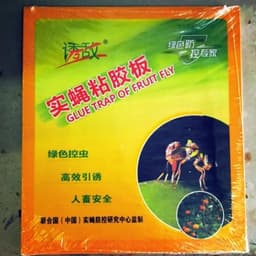 Bẫy ruồi vàng, ruồi đục trái dạng miếng-Nguyễn Trí 2