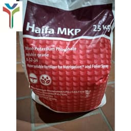 500 gam - 1kg phân bón MKP 0-52-34  Haifa-Israel KH2PO4 NGUYENTRI 1