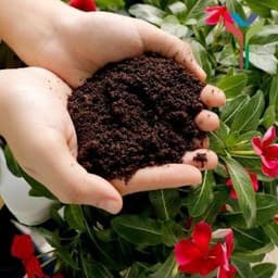 1Kg Đất sạch vi sinh siêu dinh dưỡng diệt trùng kháng khuẩn cực tốt chuyên dùng trồng Rau củ quả sạch - Cây cảnh - Hoa 1